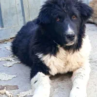 طوله لاس 5ماه