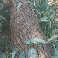 خریدار چوب درختان اوکلاتوس مورت وبرهان