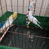 ۱ جفت مرغ عشق با یک مرغ عشق نر با وسایل