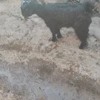 بزغاله..علف خور|حیوانات مزرعه|دزفول, |دیوار