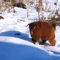 وگذاری نر بز جوان