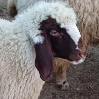 قوچ اصیل سنجابی