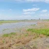 زمین کشاورزی 4500 متری|فروش دفتر صنعتی، کشاورزی، تجاری|رودبنه, |دیوار