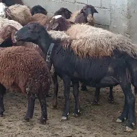 100راس میش افشاری فروش یا معاوضه|حیوانات مزرعه|شیراز, گلستان|دیوار