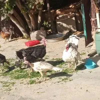 بوقلمون