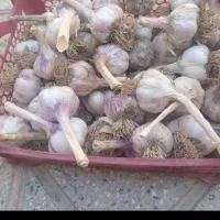 سیر درشت سالم کیلو ۱۸۰