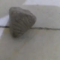 فسیل صدف ۱ میلیون سال پیش