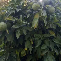 نارنج بهشهر|حراج|بهشهر, |دیوار