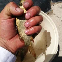 ماهی کپور طلایی|ماهی|تربت‌حیدریه, ترمینال|دیوار