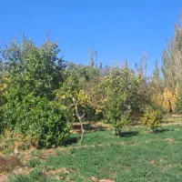 زمین باغ زرد الو و الوچه