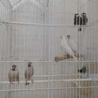۳ جفت فنچ مصری(نرگسی،شکلاتی،آلبینو)