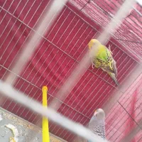 یک جفت مرغ عشق