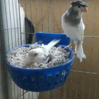 قناری جفتی سفید طوسی وسفید آهویی روتخم ونر سرخ