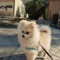 سگ پامرین|سگ|مبارکه, |دیوار