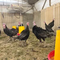 بوقلمون برنز ارگانیک