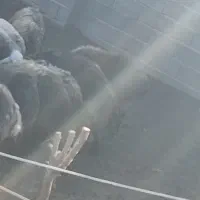 بره چاق  ۶۰۰