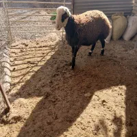 بره قوچ|حیوانات مزرعه|کنگاور, |دیوار