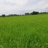 نجات دهنده و معجزه باغهابا کود های ارگانیک کروا