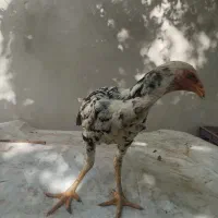 جوجه لاری|حیوانات مزرعه|بافت, |دیوار