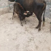 یک راس گاو مال صحرا