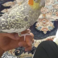 عروس گمشده