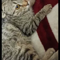 گربه اسکاتیش