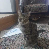 بچه گربه