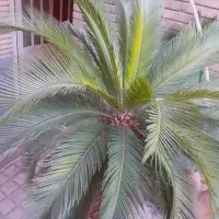 گل بزرگ سیکاس|گل و گیاه طبیعی|تهران, صادقیه|دیوار