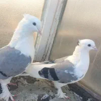 کبوتر پشت سبز پاچکمه