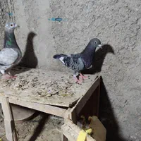 کبوتر پلاکی|پرنده|تهران, حسن‌آباد|دیوار
