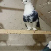 40عدد کبوتر خوش رنگ