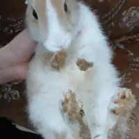 خرگوش|موش و خرگوش|شیراز, سهل‌آباد|دیوار