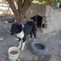 واگذاری سگ قهدریجان
