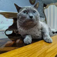 نر بریتیش جهت جفتگیری