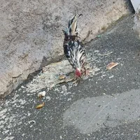 مرغ و خروس محلی و گلین لری اصیل|حیوانات مزرعه|مریوان, |دیوار