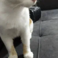 واگذار گربه 5 ماهه