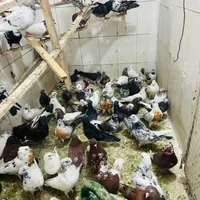 کبوتر تهرانی درجه یک|پرنده|کرج, اخترآباد|دیوار