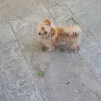 سگ سایز ریز و عروس هلندی