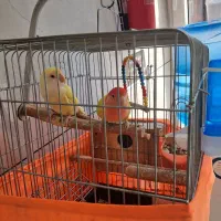 جفت طوطی برزیلی وجفت عروس پاریس