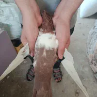 اشعل|پرنده|اهواز, کوی باهنر|دیوار