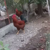 قاز اردک خروس|حیوانات مزرعه|پاکدشت, پاکدشت (مامازند)|دیوار