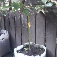 نهال آوکادو