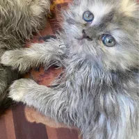 گربه نژاد دار