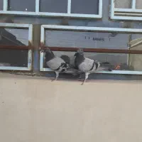 تندیس‌کبوتر