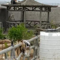 اجرای سیمان کاری طرح چوب طرح سنگ|خدمات پیشه و مهارت|بندر گناوه, |دیوار