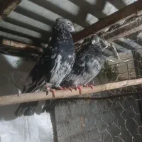 کبوتر سرور کاکلی|پرنده|دلند, |دیوار