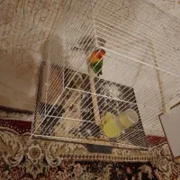 عروس کوتوله با جوجه و قفس و لوازم|پرنده|مشهد, شهرک مهرگان|دیوار