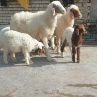 میش و بره سنجابی جوان مال داشت