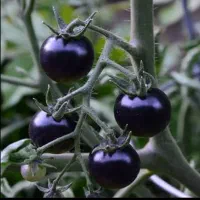 فروش نشا گوجه فلفل بادمجان کدو خیار پر محصول خارجی|خدمات باغبانی و درختکاری|تهران, سوهانک|دیوار