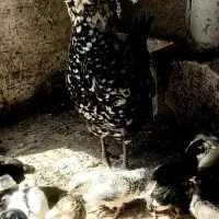 مرغ وجوجه گلین اصیل